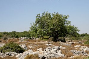 סיכום שימוע ציבורי בנושא מובל ים סוף – ים המלח